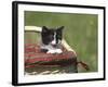 Cat, Lemgo, Germany-Thorsten Milse-Framed Photographic Print