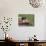 Cat, Lemgo, Germany-Thorsten Milse-Mounted Photographic Print displayed on a wall