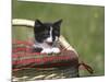 Cat, Lemgo, Germany-Thorsten Milse-Mounted Photographic Print