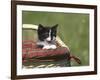 Cat, Lemgo, Germany-Thorsten Milse-Framed Photographic Print