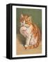 Cat Licking Paw-null-Framed Stretched Canvas