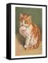 Cat Licking Paw-null-Framed Stretched Canvas