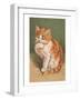 Cat Licking Paw-null-Framed Art Print