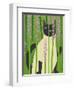 Cat Look 4-Artistan-Framed Art Print