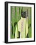 Cat Look 4-Artistan-Framed Art Print