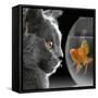 Cat Looks at Goldfish in Bowl-null-Framed Stretched Canvas