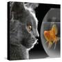 Cat Looks at Goldfish in Bowl-null-Stretched Canvas