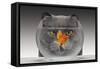 Cat Looks at Goldfish in Bowl-null-Framed Stretched Canvas