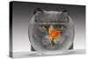 Cat Looks at Goldfish in Bowl-null-Stretched Canvas