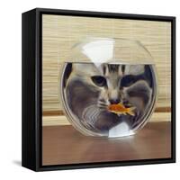 Cat Looks at Goldfish in Bowl-null-Framed Stretched Canvas