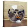 Cat Looks at Goldfish in Bowl-null-Stretched Canvas