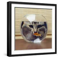 Cat Looks at Goldfish in Bowl-null-Framed Premium Photographic Print