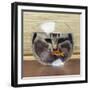 Cat Looks at Goldfish in Bowl-null-Framed Premium Photographic Print