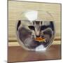 Cat Looks at Goldfish in Bowl-null-Mounted Premium Photographic Print