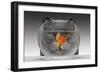 Cat Looks at Goldfish in Bowl-null-Framed Photographic Print