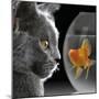 Cat Looks at Goldfish in Bowl-null-Mounted Photographic Print