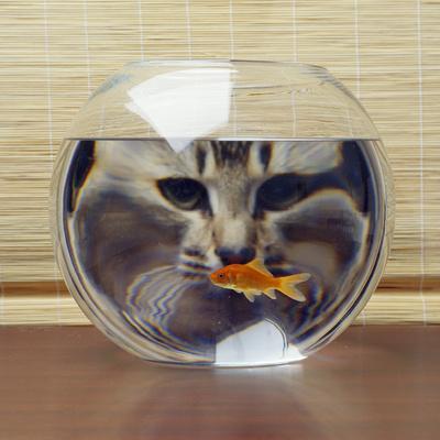 Cat Looks at Goldfish in Bowl