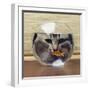 Cat Looks at Goldfish in Bowl-null-Framed Photographic Print