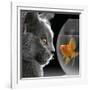 Cat Looks at Goldfish in Bowl-null-Framed Giclee Print