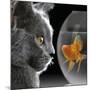 Cat Looks at Goldfish in Bowl-null-Mounted Giclee Print