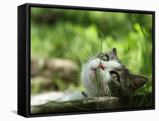 Cat Lying Outdoors In The Grass On A Lovely Summer Day-l i g h t p o e t-Framed Stretched Canvas