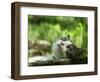 Cat Lying Outdoors In The Grass On A Lovely Summer Day-l i g h t p o e t-Framed Photographic Print