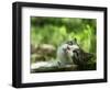 Cat Lying Outdoors In The Grass On A Lovely Summer Day-l i g h t p o e t-Framed Photographic Print