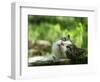 Cat Lying Outdoors In The Grass On A Lovely Summer Day-l i g h t p o e t-Framed Photographic Print