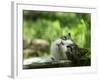 Cat Lying Outdoors In The Grass On A Lovely Summer Day-l i g h t p o e t-Framed Photographic Print