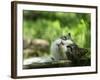 Cat Lying Outdoors In The Grass On A Lovely Summer Day-l i g h t p o e t-Framed Photographic Print