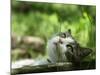 Cat Lying Outdoors In The Grass On A Lovely Summer Day-l i g h t p o e t-Mounted Photographic Print