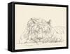 Cat Nap II-Ethan Harper-Framed Stretched Canvas