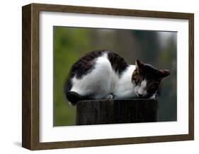 Cat Nap-Stephen Lebovits-Framed Giclee Print