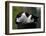 Cat Nap-Stephen Lebovits-Framed Giclee Print