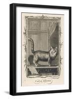 Cat of Angora-A Bell-Framed Art Print