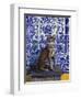 Cat of Portugal (Chat Du Portugal)-Isy Ochoa-Framed Giclee Print