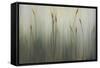 Cat of Seven Tails-Kari Taylor-Framed Stretched Canvas