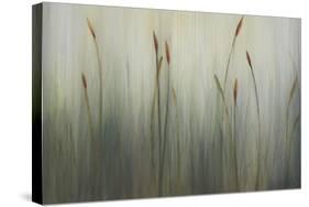 Cat of Seven Tails-Kari Taylor-Stretched Canvas