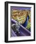 Cat of Venice (Chat de Venise)-Isy Ochoa-Framed Giclee Print