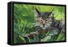 Cat Oil Painting.-Anna Pismenskova-Framed Stretched Canvas