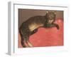 Cat on a Cusion-Th?hile Alexandre Steinlen-Framed Art Print