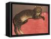 Cat on a Cusion-Th?hile Alexandre Steinlen-Framed Stretched Canvas