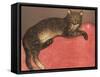 Cat on a Cusion-Th?hile Alexandre Steinlen-Framed Stretched Canvas