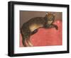 Cat on a Cusion-Th?hile Alexandre Steinlen-Framed Art Print