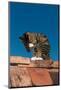 Cat On A Roof-null-Mounted Art Print