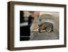 Cat On A Wall-null-Framed Art Print