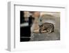 Cat On A Wall-null-Framed Art Print