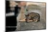 Cat On A Wall-null-Mounted Art Print