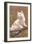 Cat on Branch-null-Framed Art Print