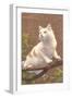 Cat on Branch-null-Framed Art Print